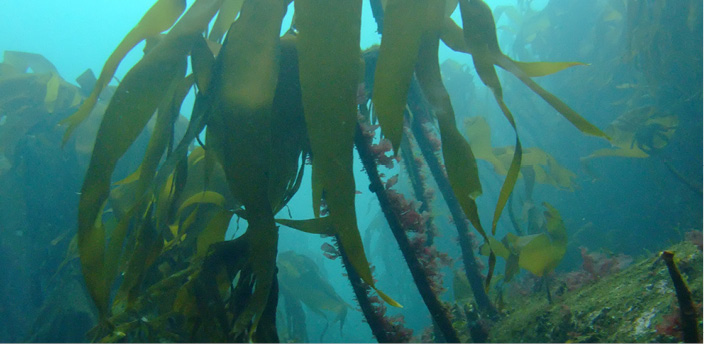 Underwater seaweed