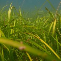 Seagrass meadow