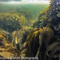 kelp forest