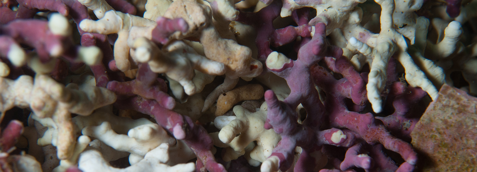 Maerl Maerl