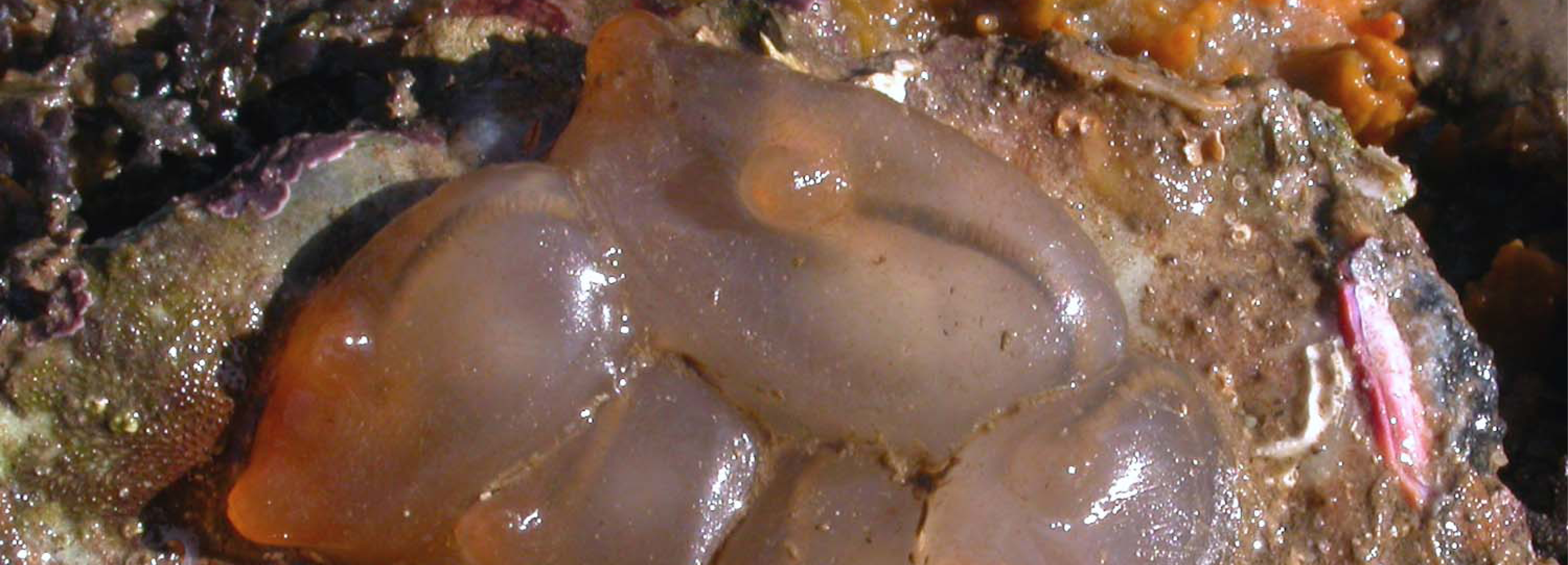 Shellfish species Shellfish species