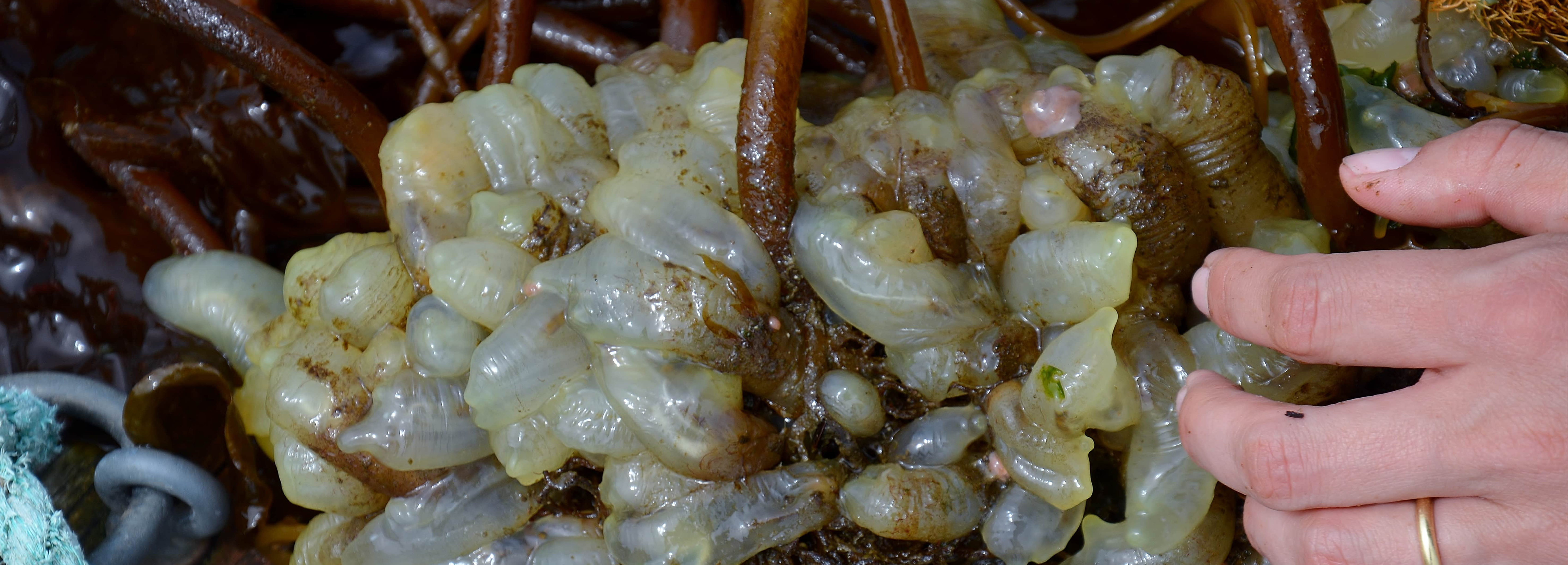 Non native marine species Non native marine species