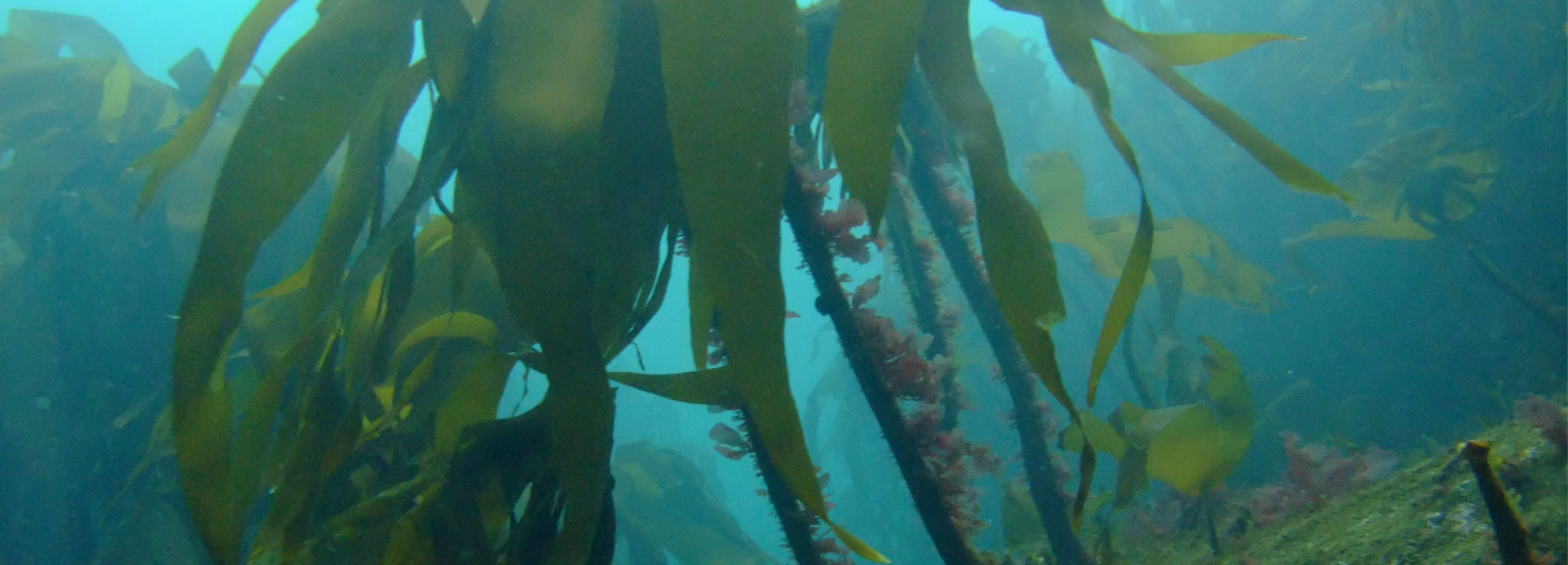 Seaweed underwater Seaweed underwater