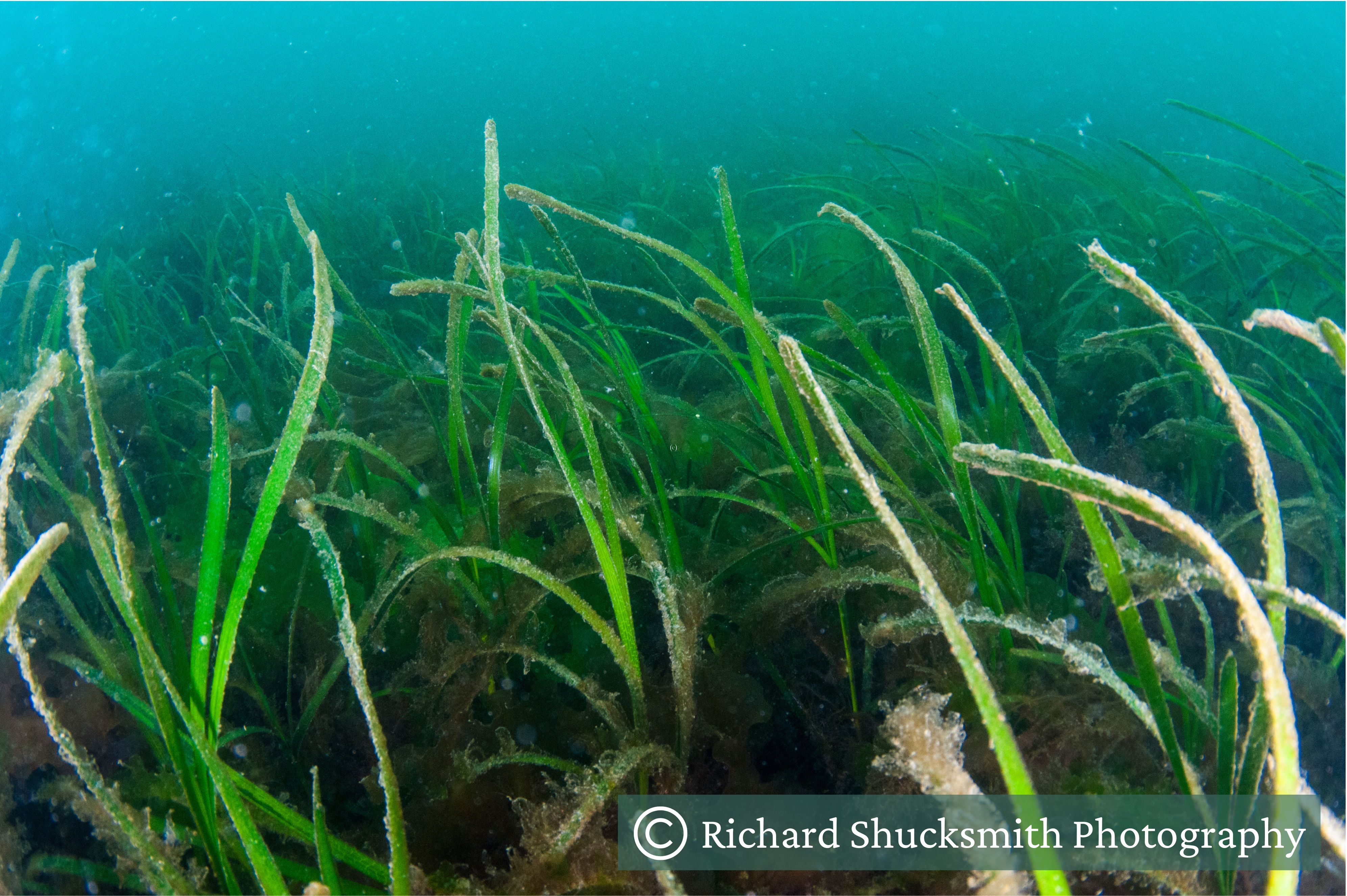 A meadow of seagrass growing underwater A meadow of seagrass growing underwater