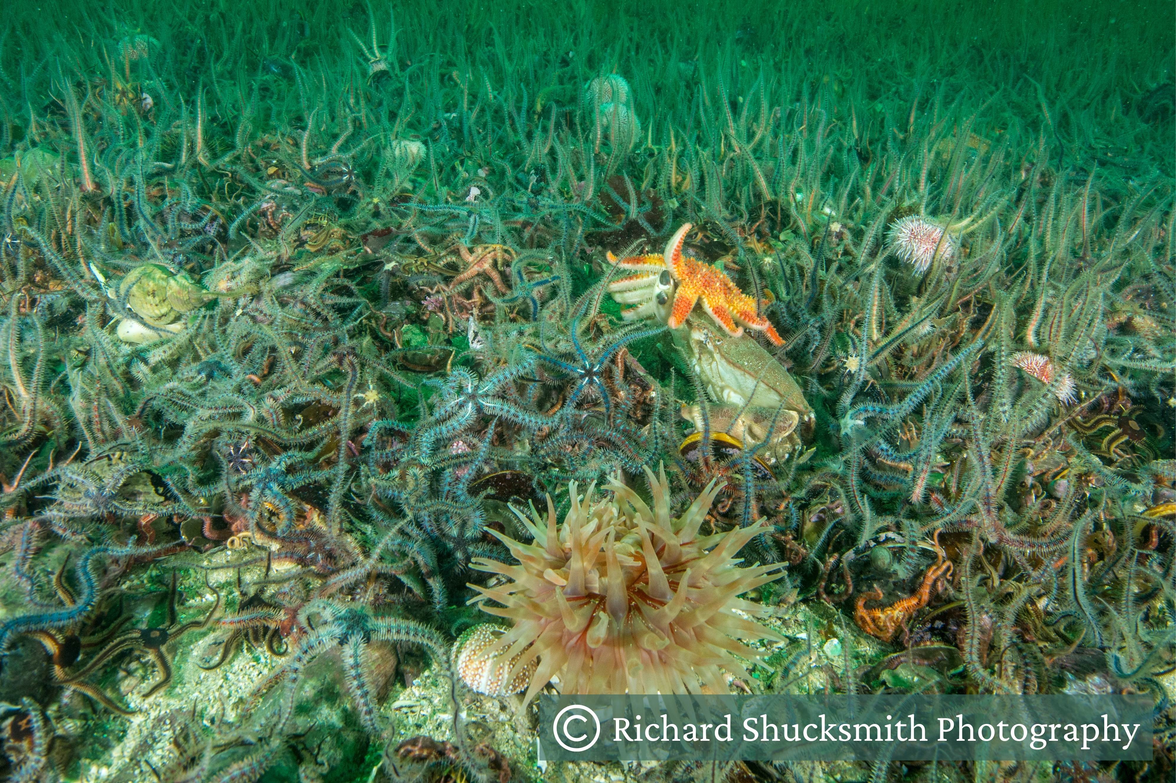 Brittlestar bed with an anemone, sunstar, urchins and brown crab Brittlestar bed with an anemone, sunstar, urchins and brown crab