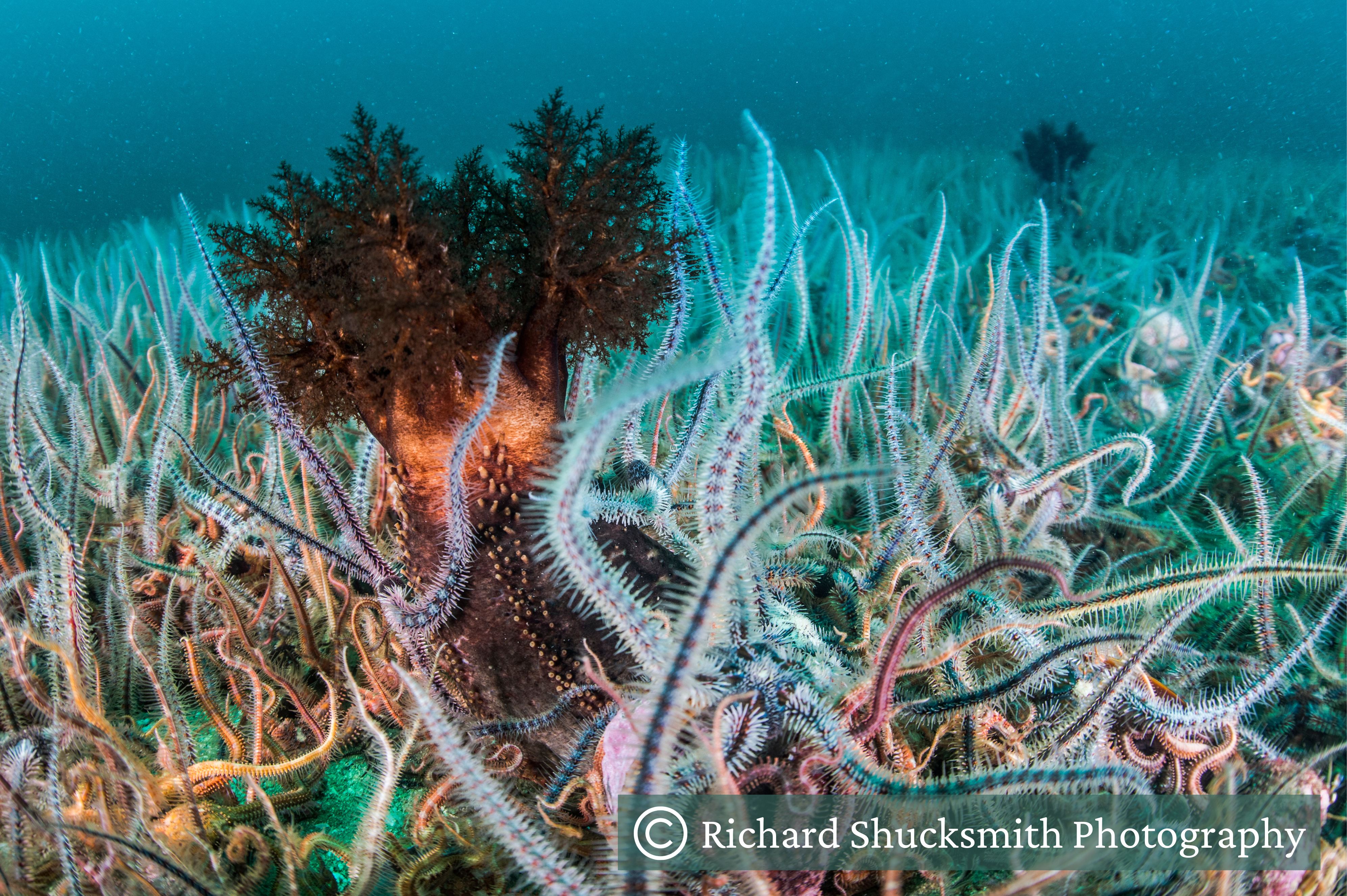 Brittlestar bed with a large sea cucumber amongst them Brittlestar bed with a large sea cucumber amongst them