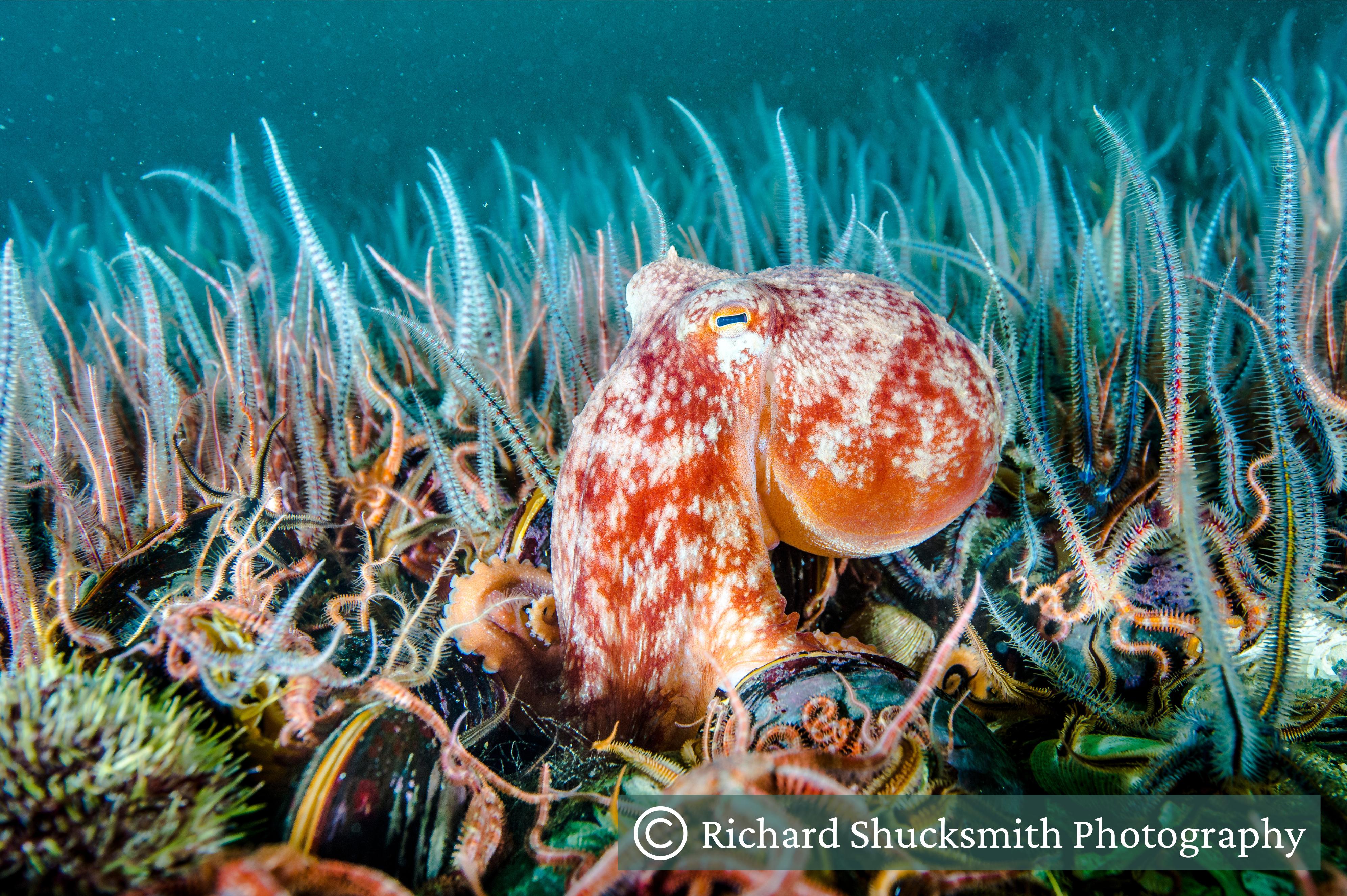 A horse mussel bed with brittle stars and an octopus A horse mussel bed with brittle stars and an octopus