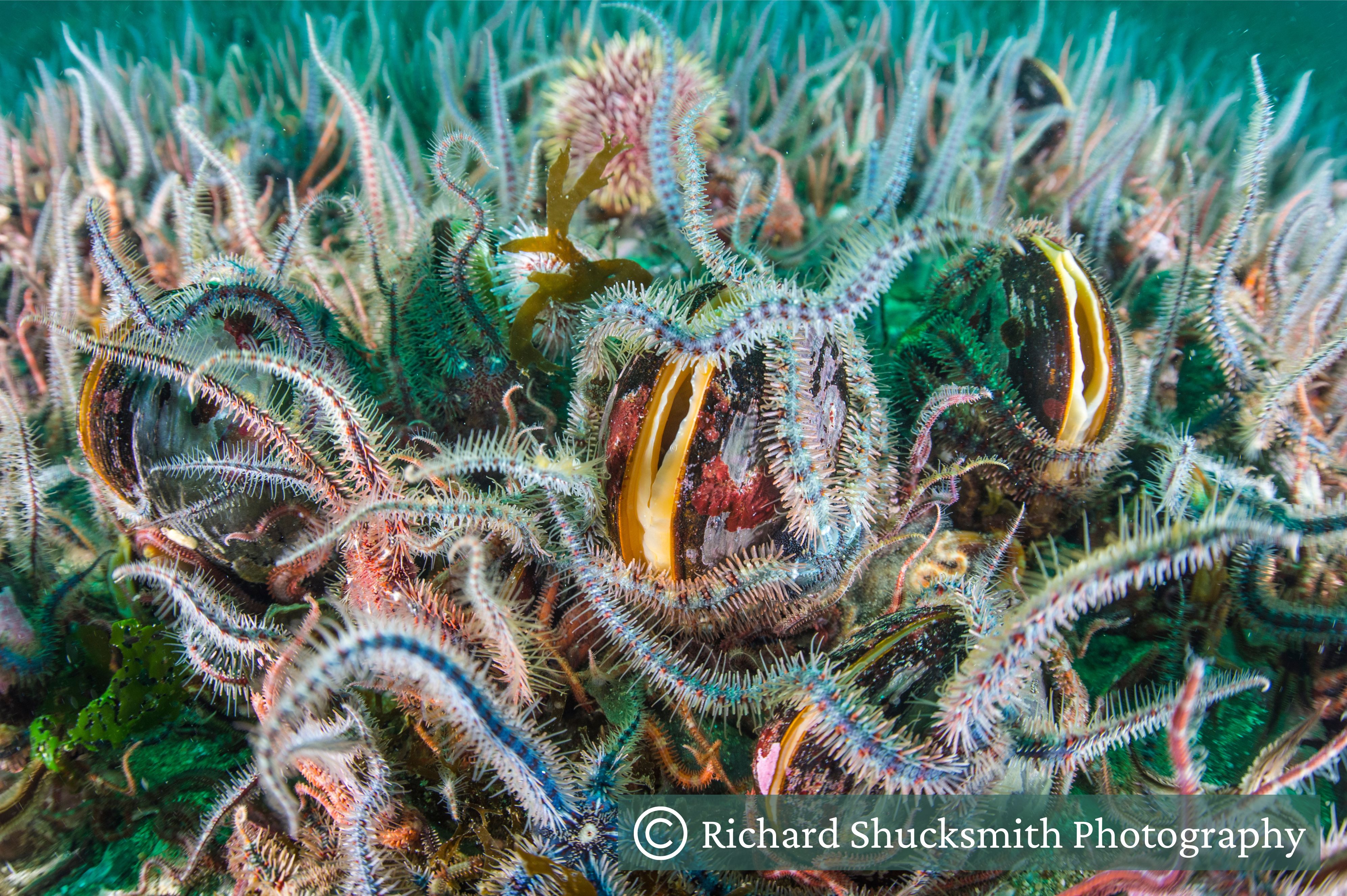 Horse mussels with brittle stars and sea urchins Horse mussels with brittle stars and sea urchins