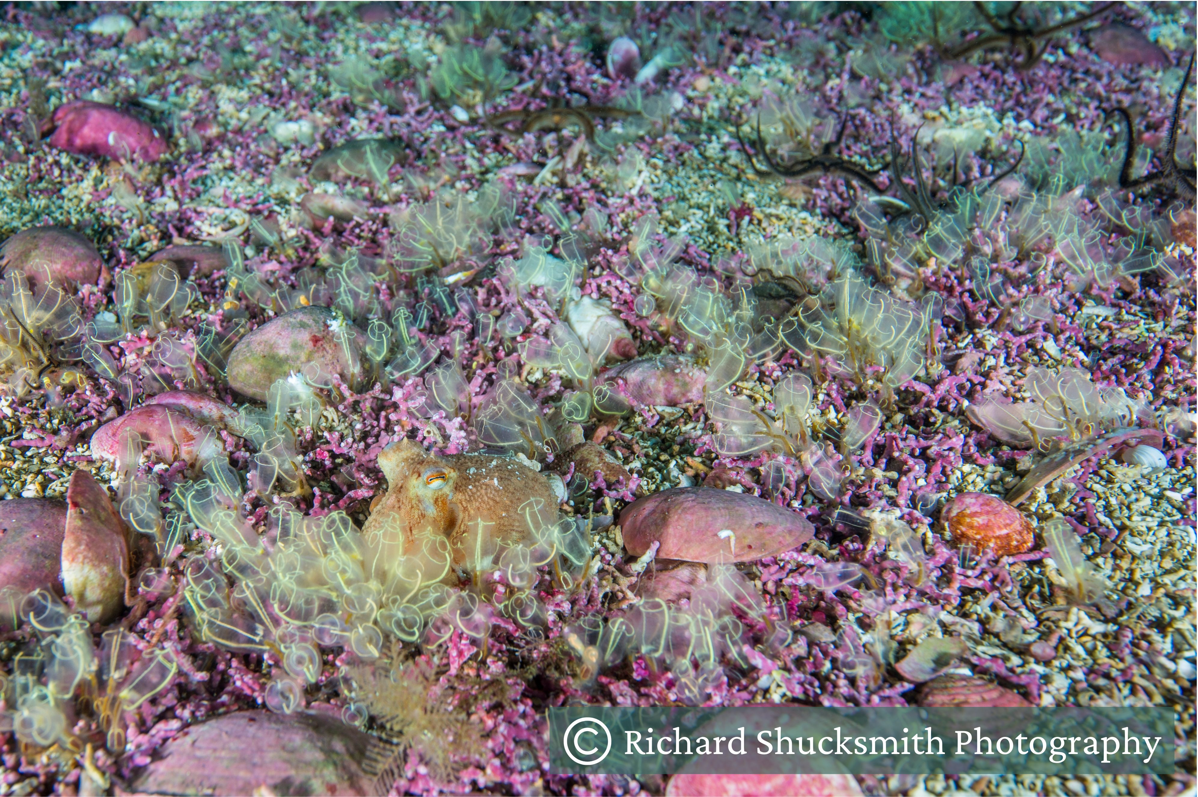 A maerl bed with sea squirts, and an octopus hiding. A maerl bed with sea squirts, and an octopus hiding.