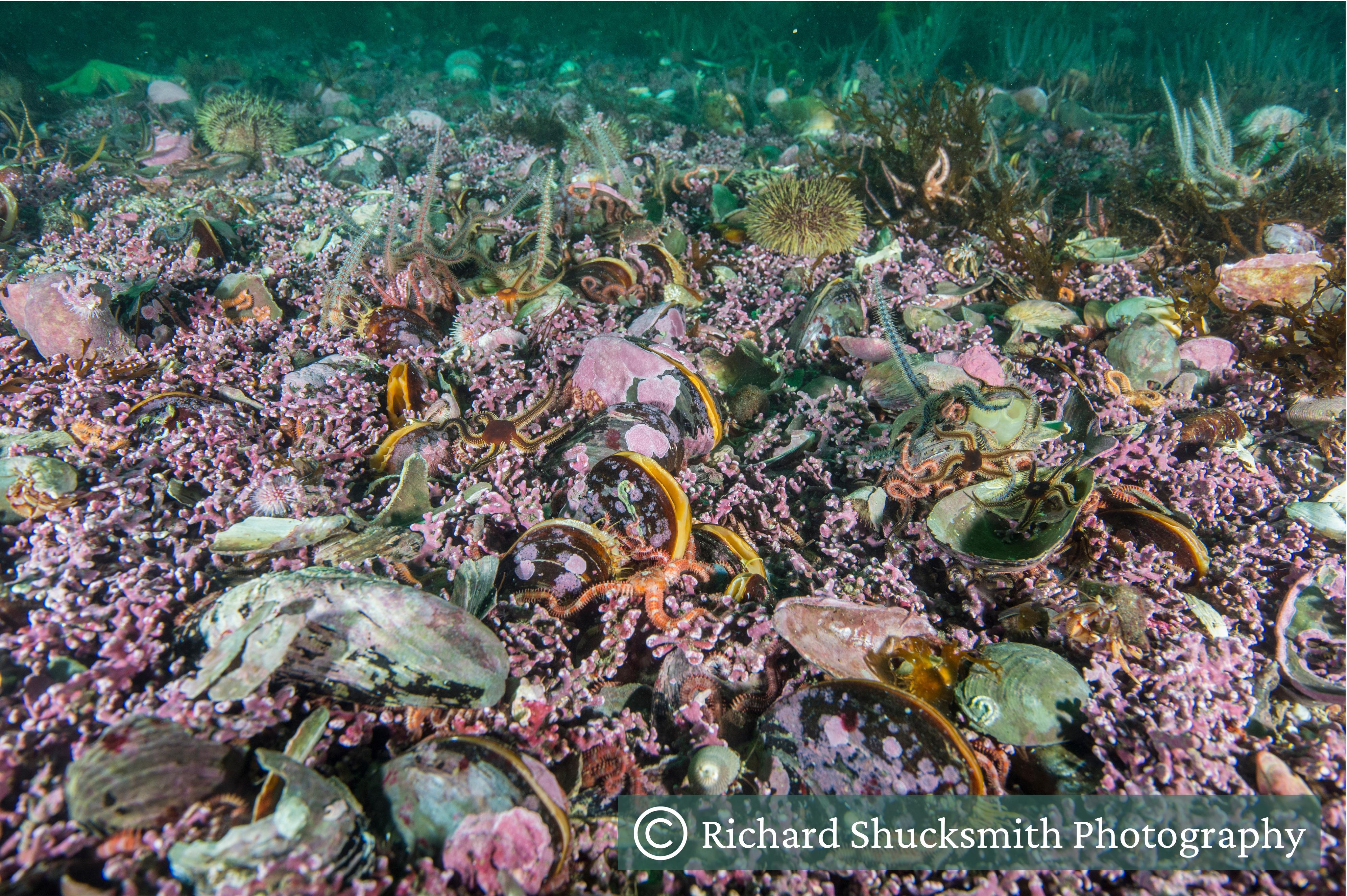 A maerl bed with brittle stars, horse mussels and sea urchins. A maerl bed with brittle stars, horse mussels and sea urchins.