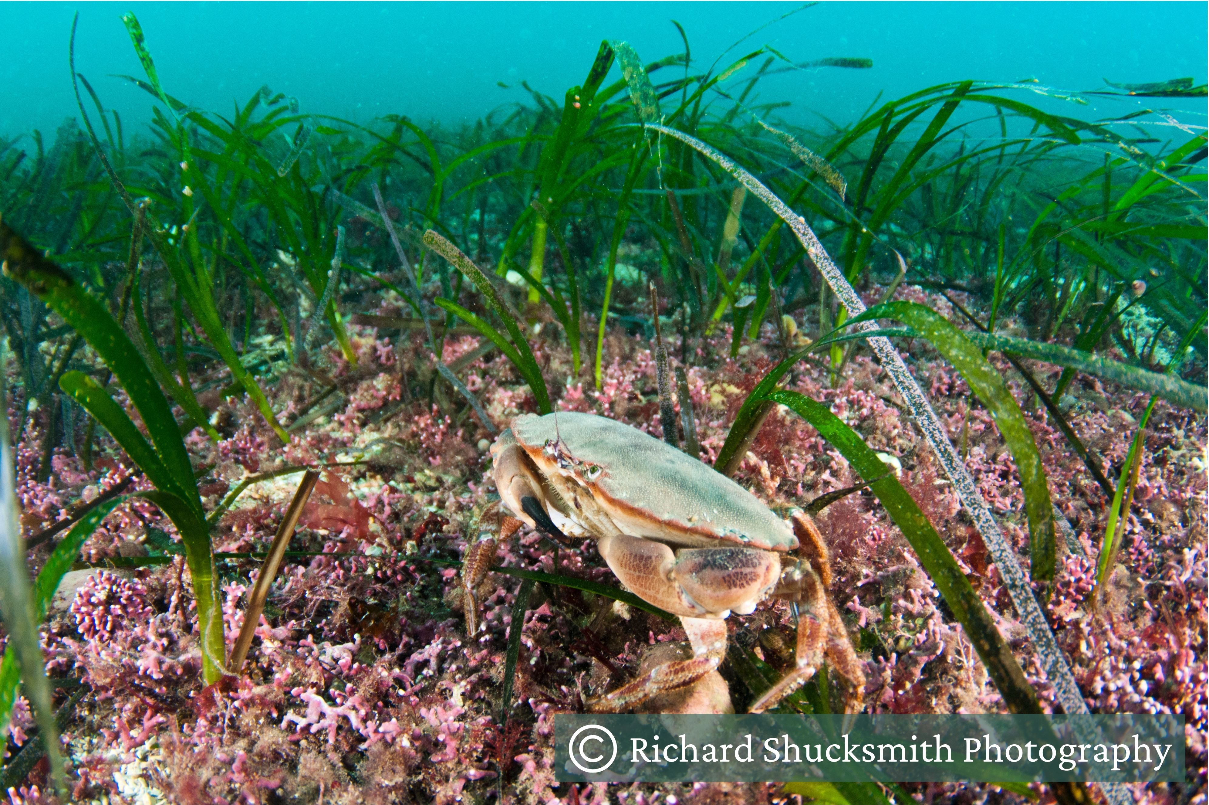 A seagrass meadow with some maerl and a brown crab A seagrass meadow with some maerl and a brown crab