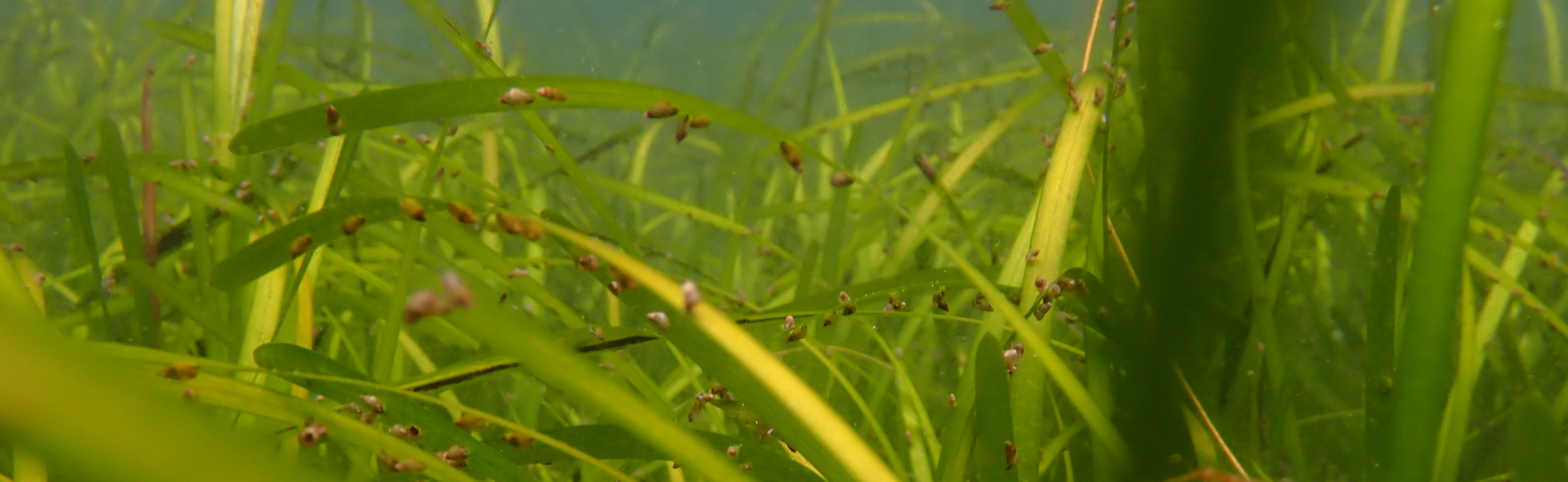 Seagrass bed