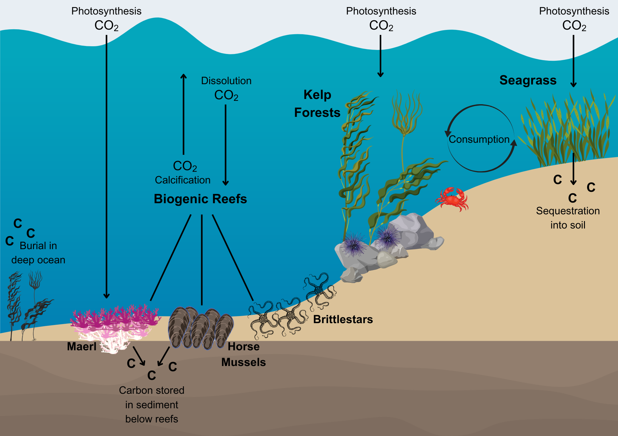 An infographic showing the pathways for carbon capture and storage by sublittoral blue carbon habitats in the Shetland Islands. An infographic showing the pathways for carbon capture and storage by sublittoral blue carbon habitats in the Shetland Islands.