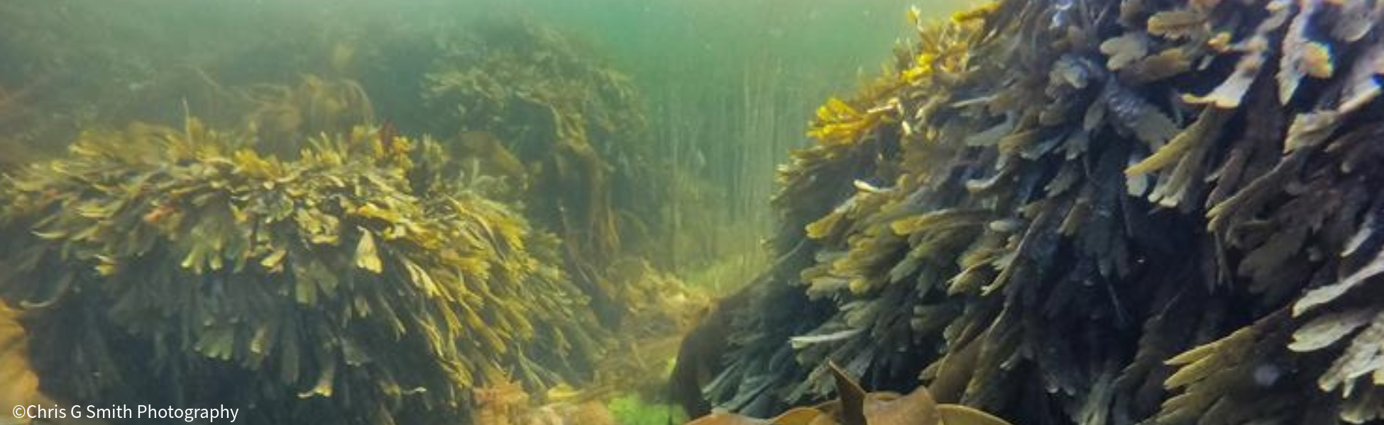 kelp forest kelp forest