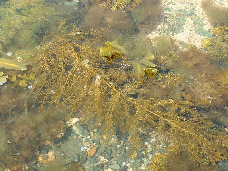 Wireweed Wireweed