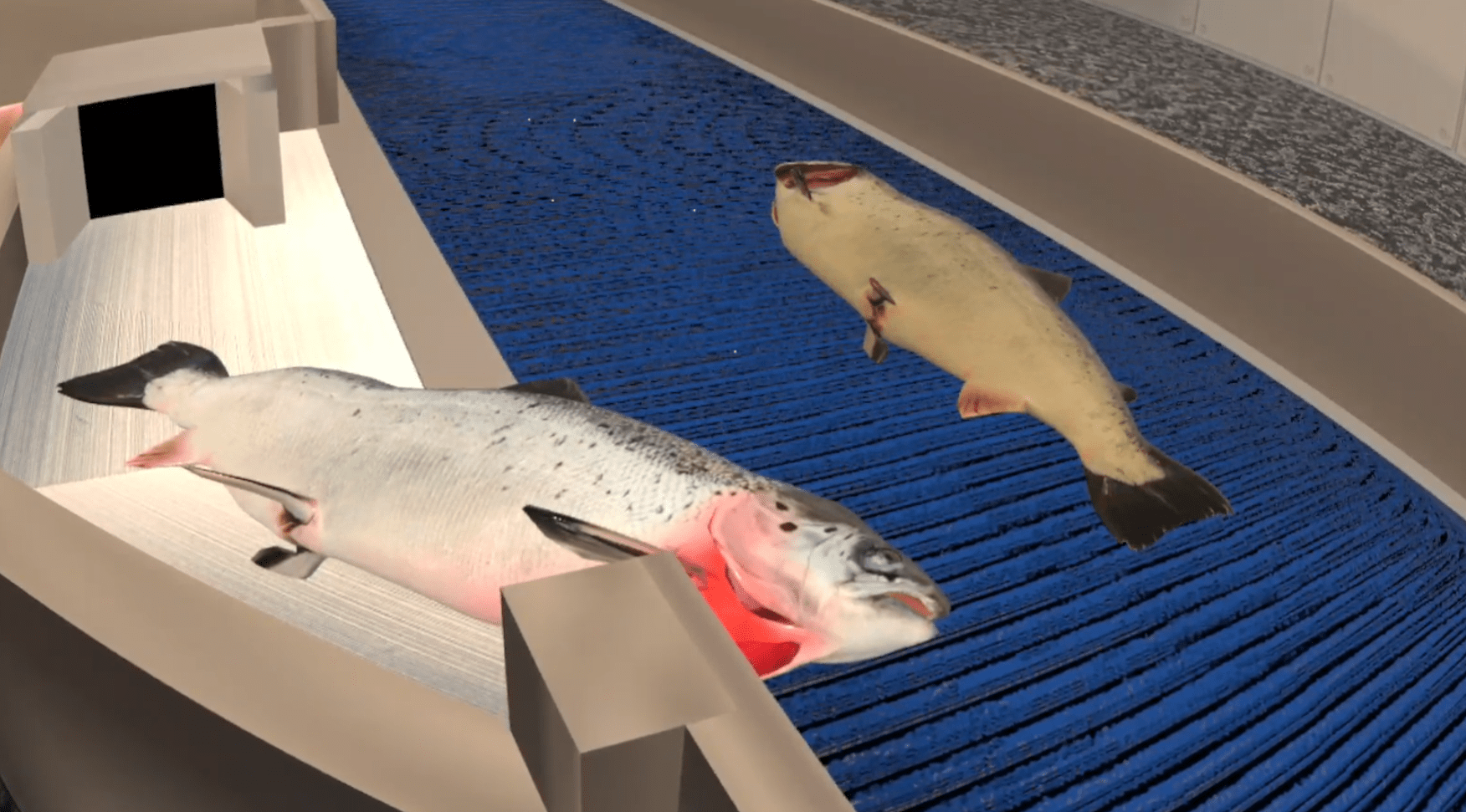 CG salmon bleeding conveyor belt CG salmon bleeding conveyor belt