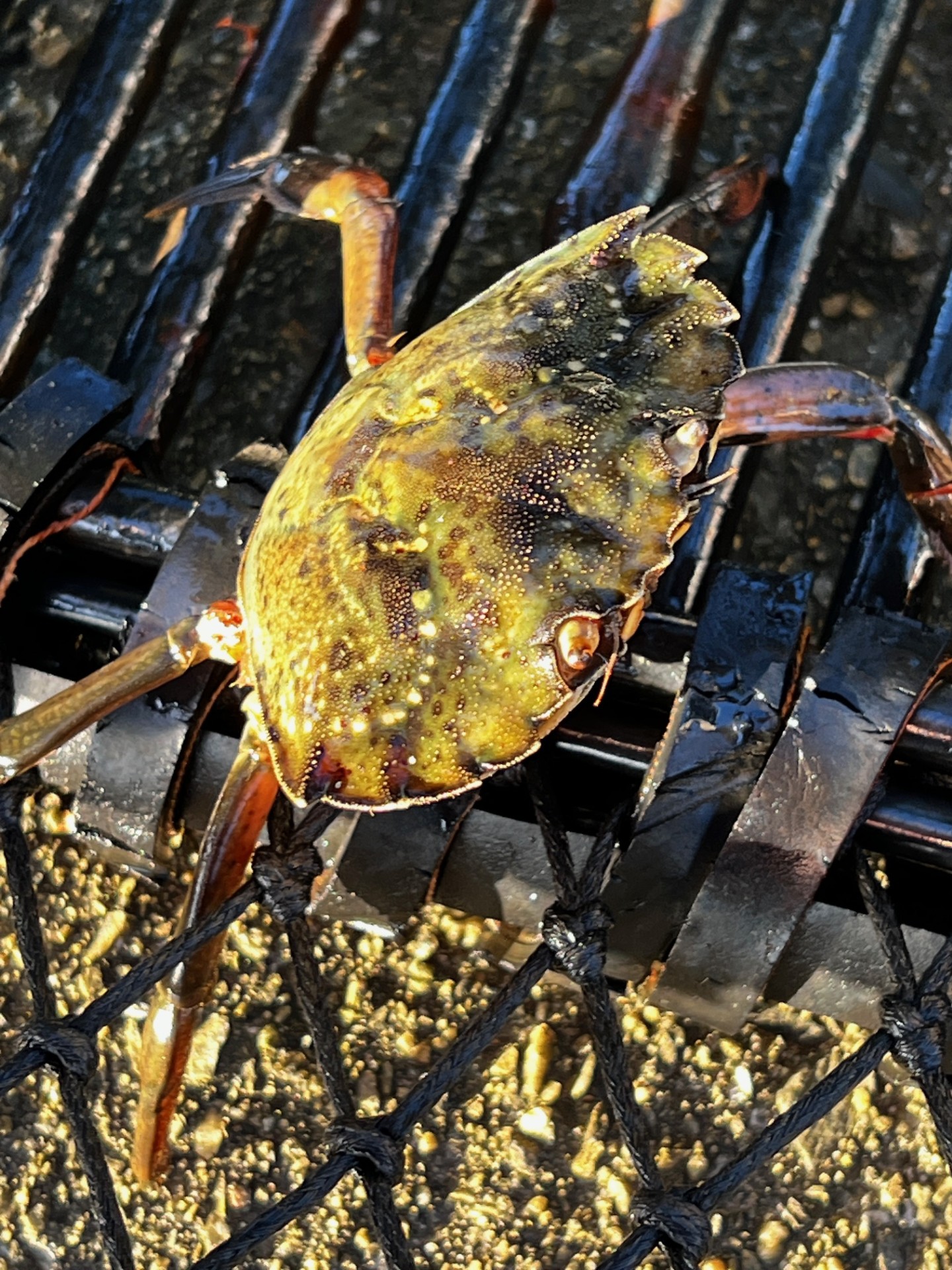 A green coloured crab