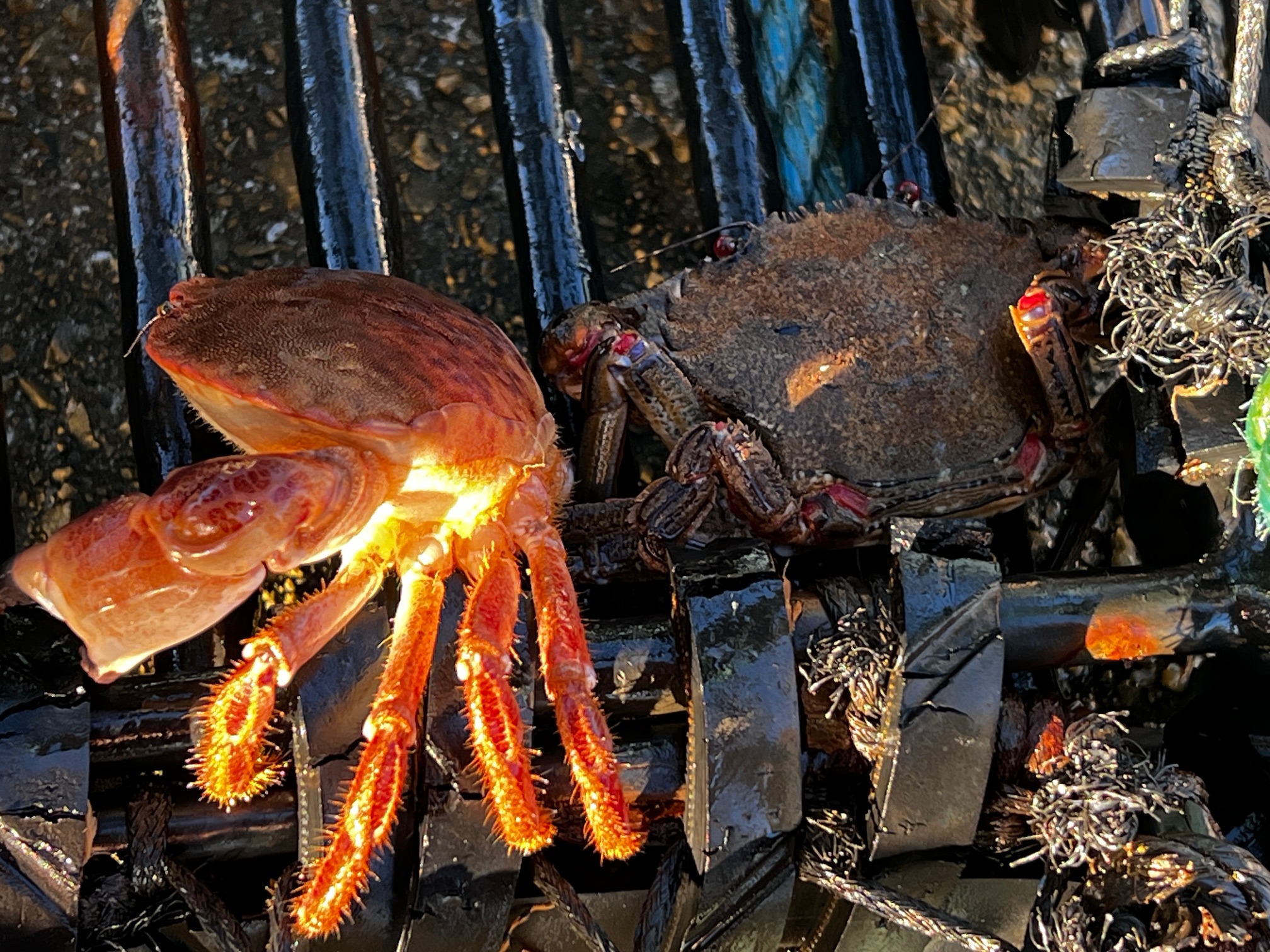 Two crabs one orange in colour one dark coloured