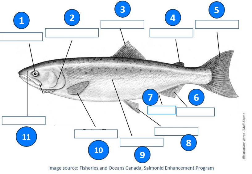 annotated salmon external anatomy diagram