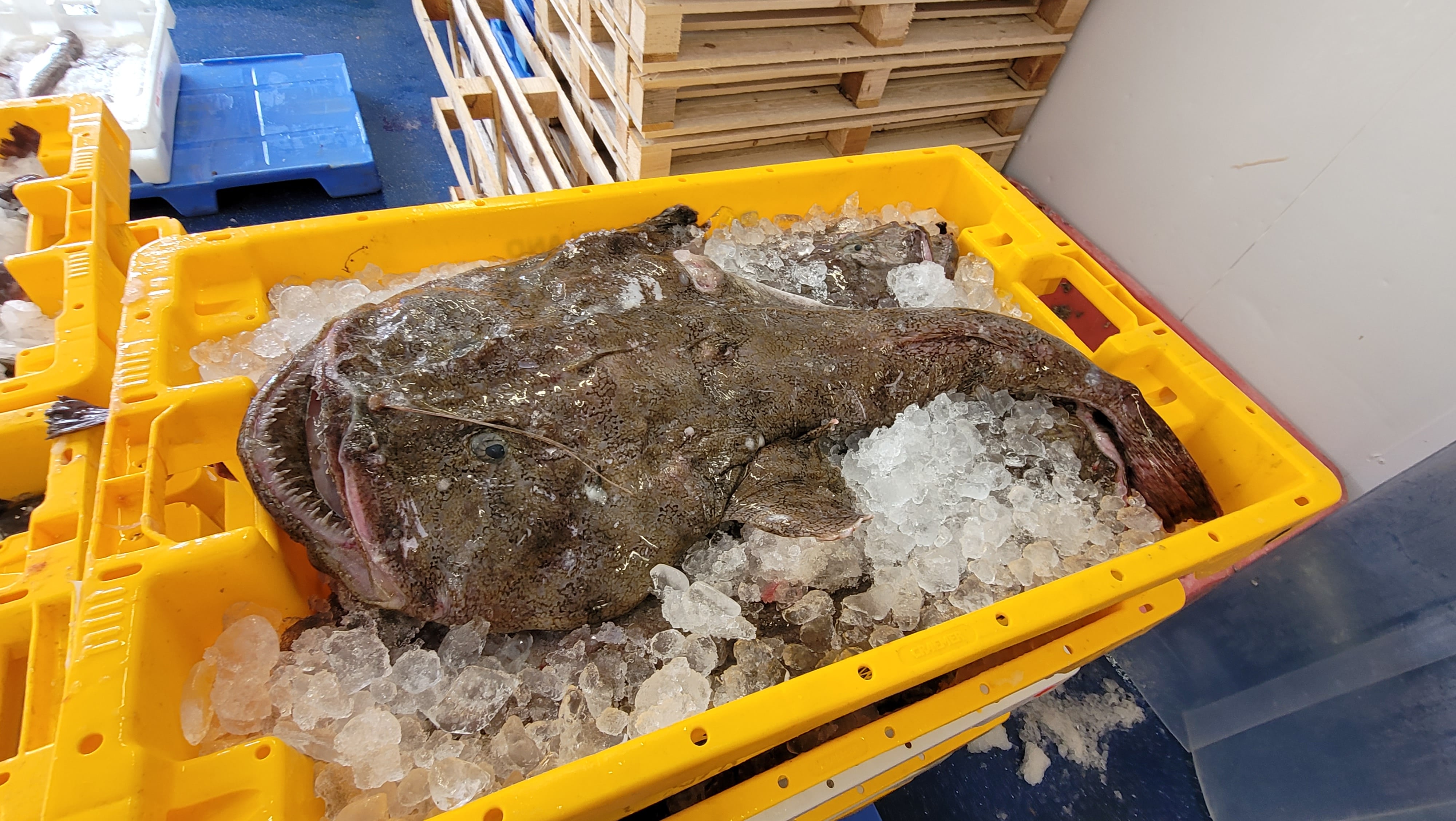 fish at fishmarket