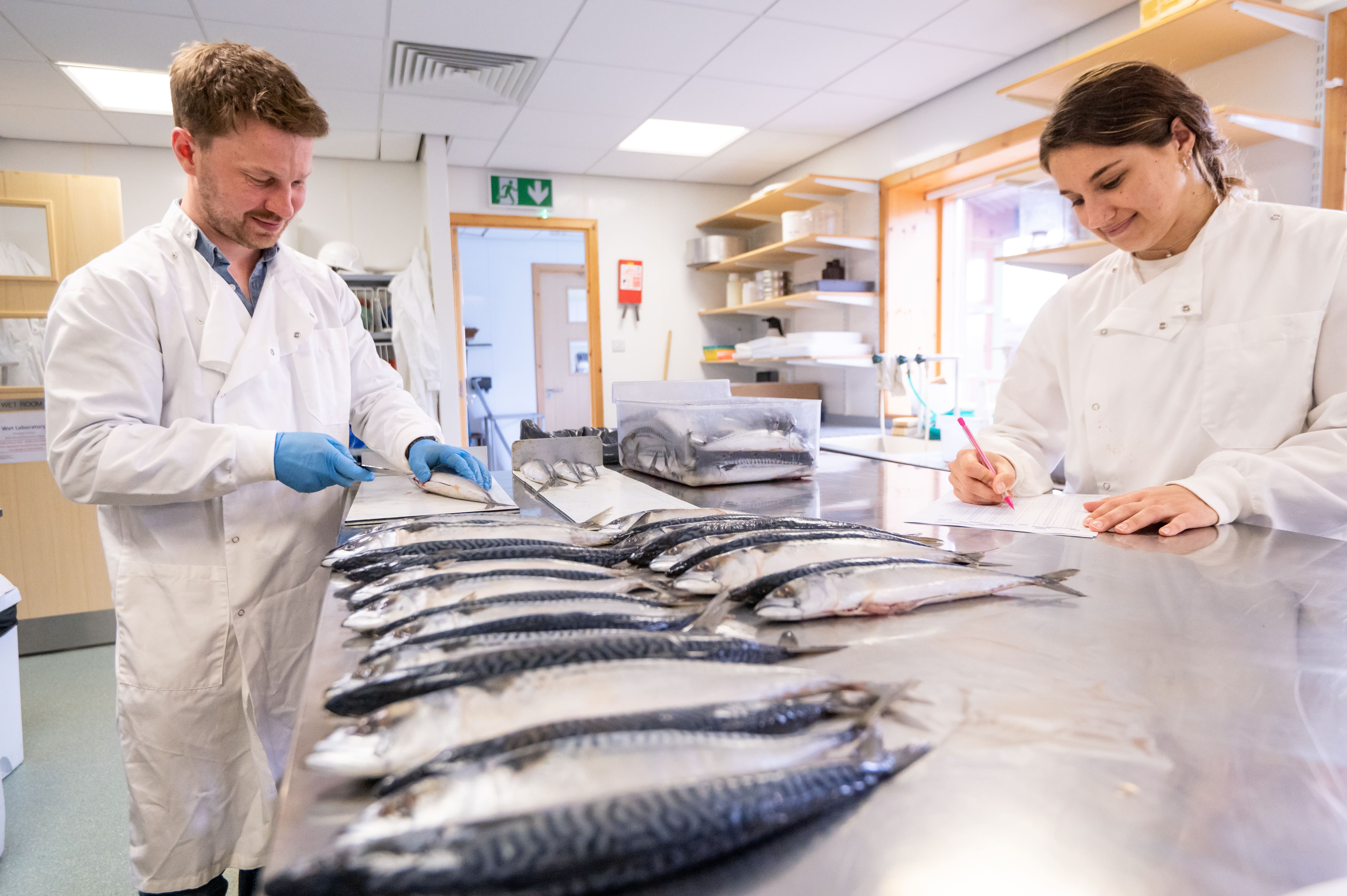 scientists measuring mackerel
