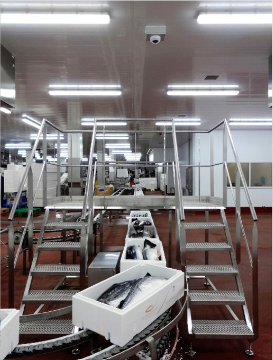 salmon factory conveyor belt of fish boxes with steps to cross