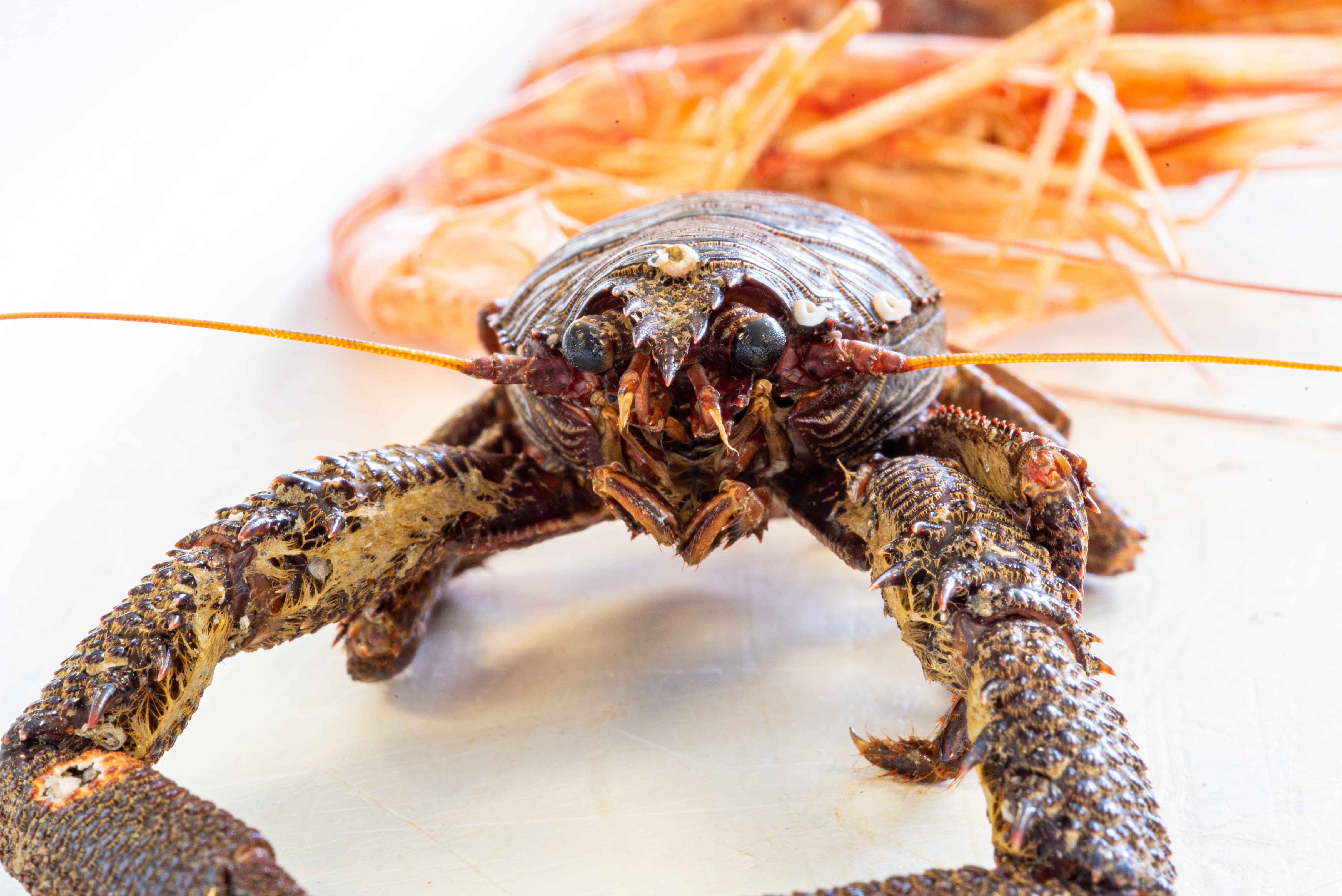lobster lobster