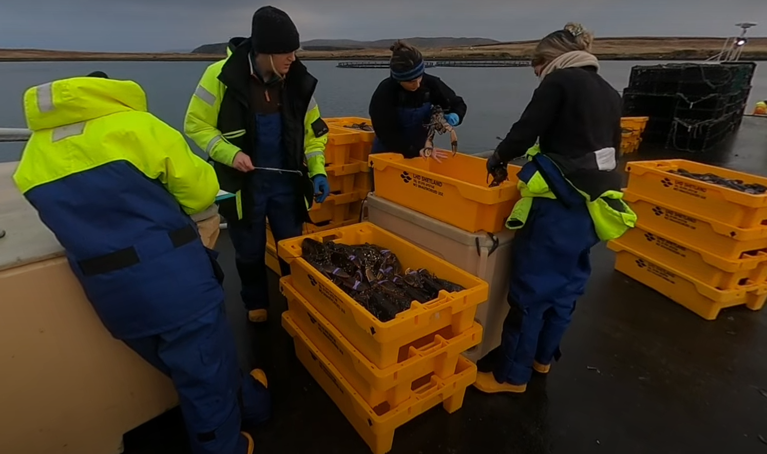 fisheries scientists measuring lobsters on a pier fisheries scientists measuring lobsters on a pier