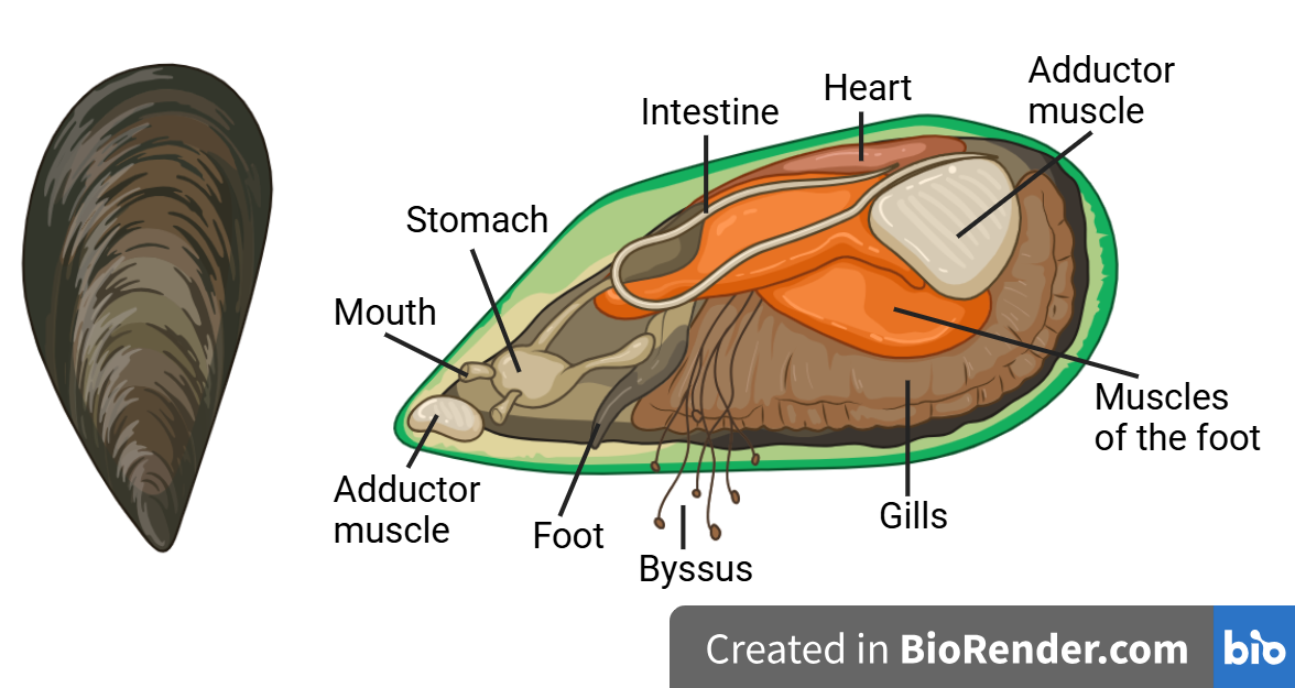 labelled diagram of mussel anatomy