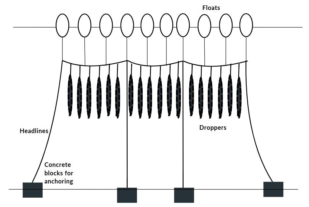 mussel farm labelled diagram with an anchoring system, headlines, droppers, and floats