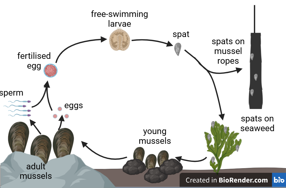 stages of the mussel lifecycle from fertilised eggs to larvae, to spat to adult mussels