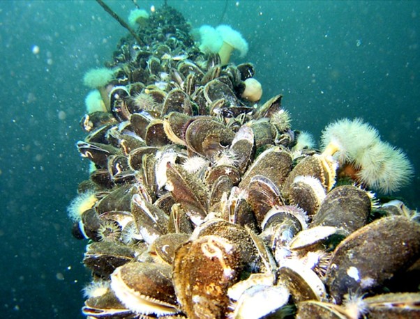 a mussel line underwater