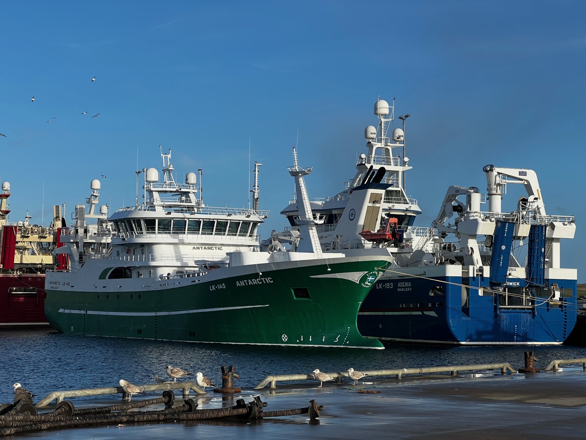 Boats of Scotland's pelagic fishing fleet moored at a Shetland pier