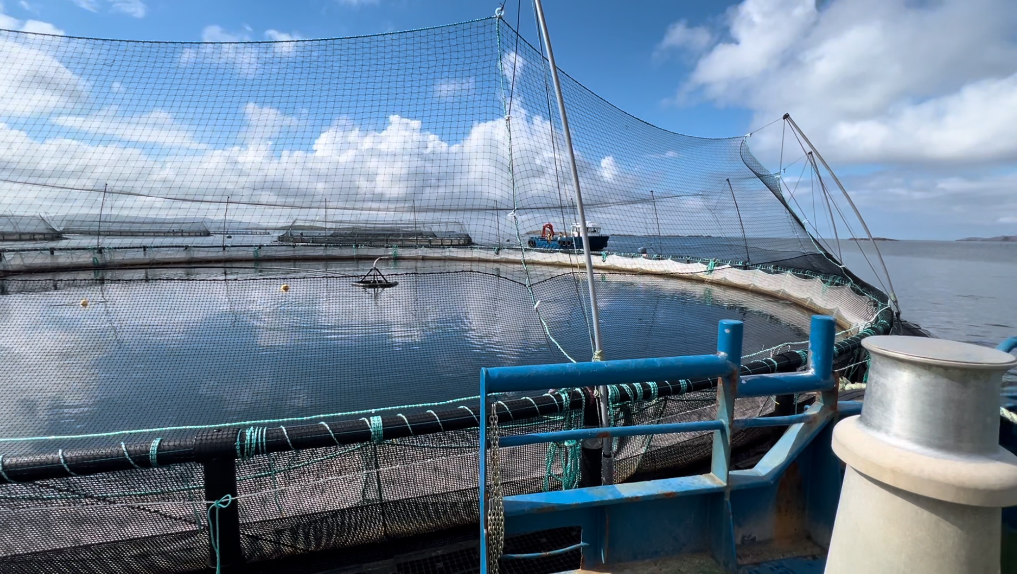 salmon cage