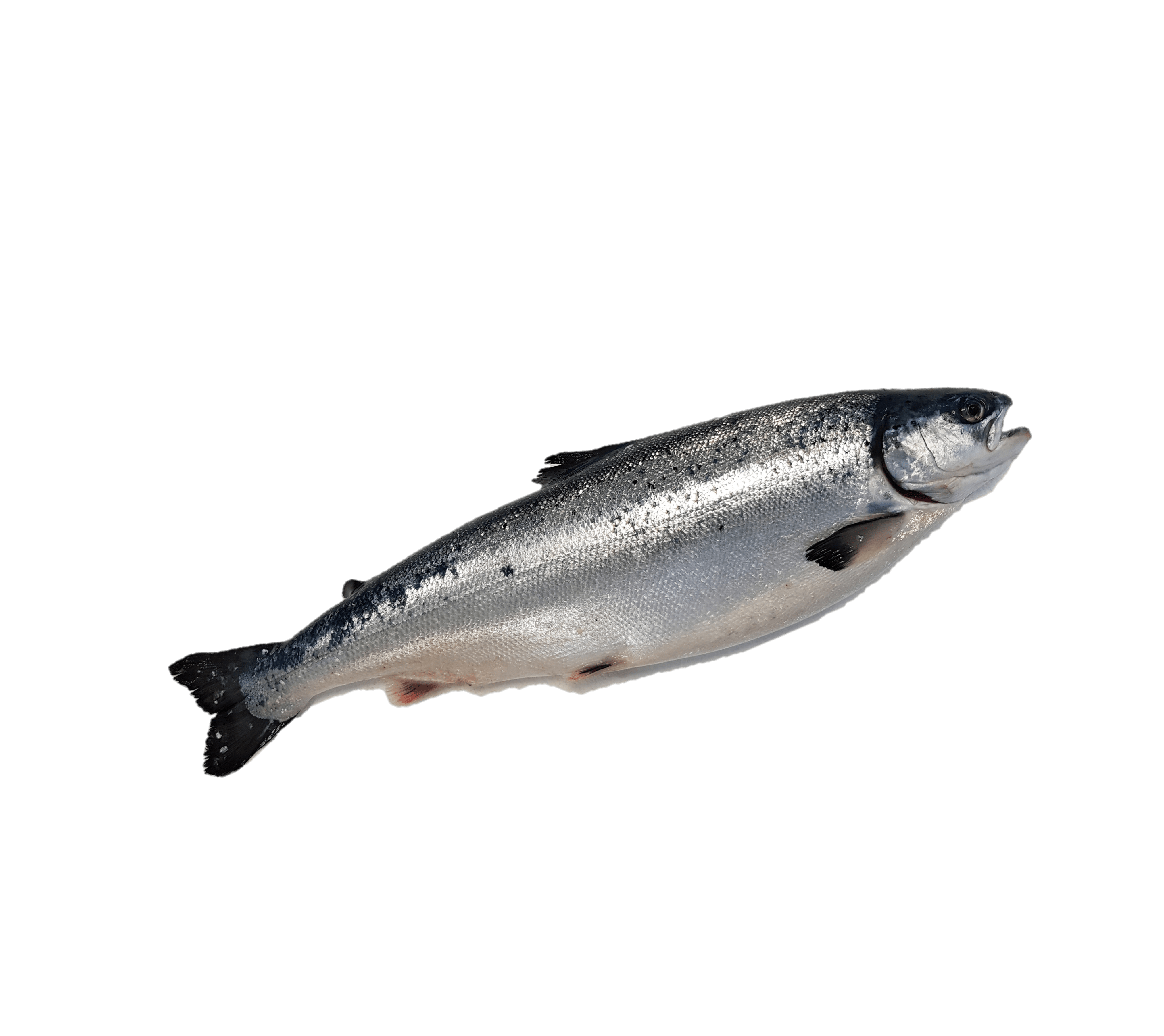Atlantic salmon