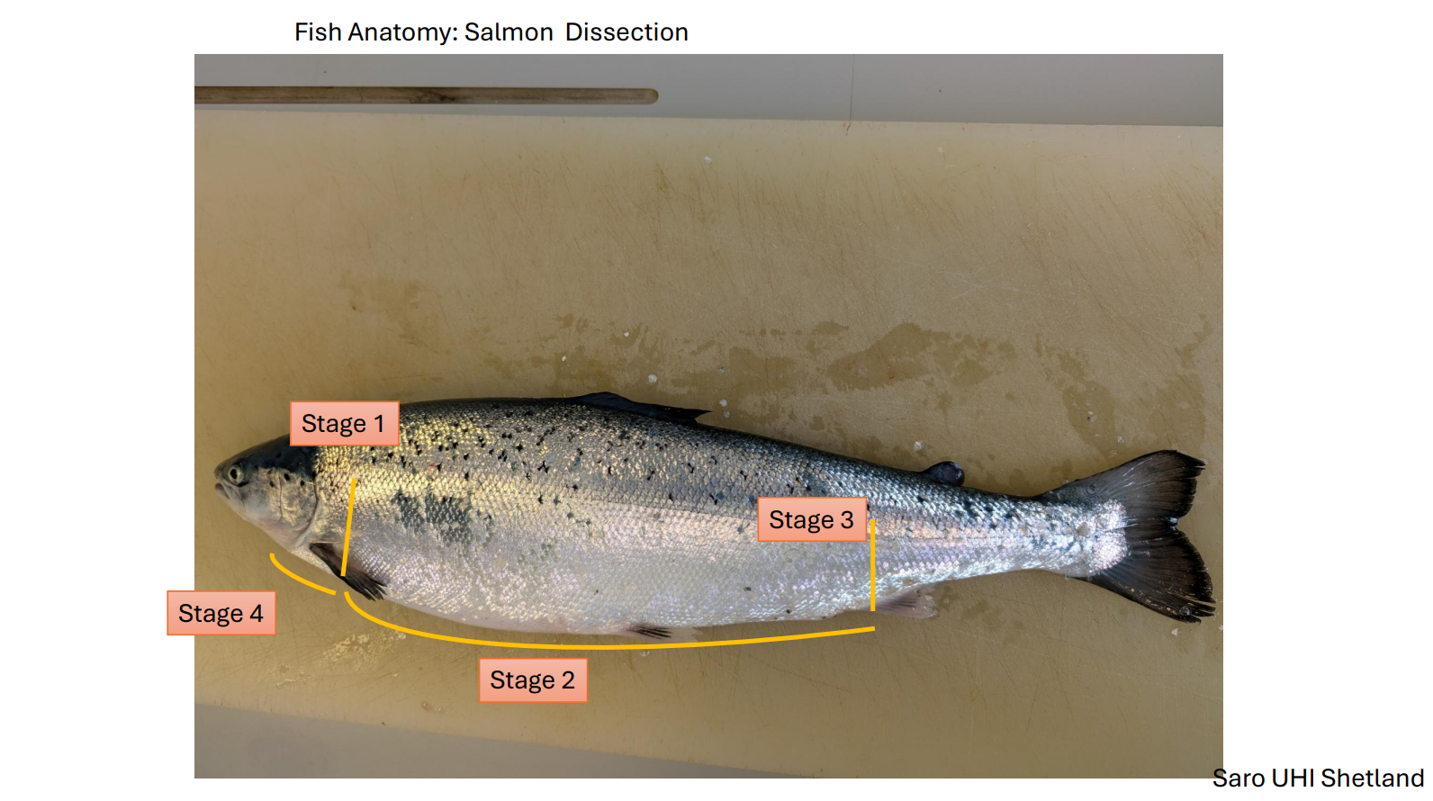 salmon with stages of dissection overlayed to show where it should be cut