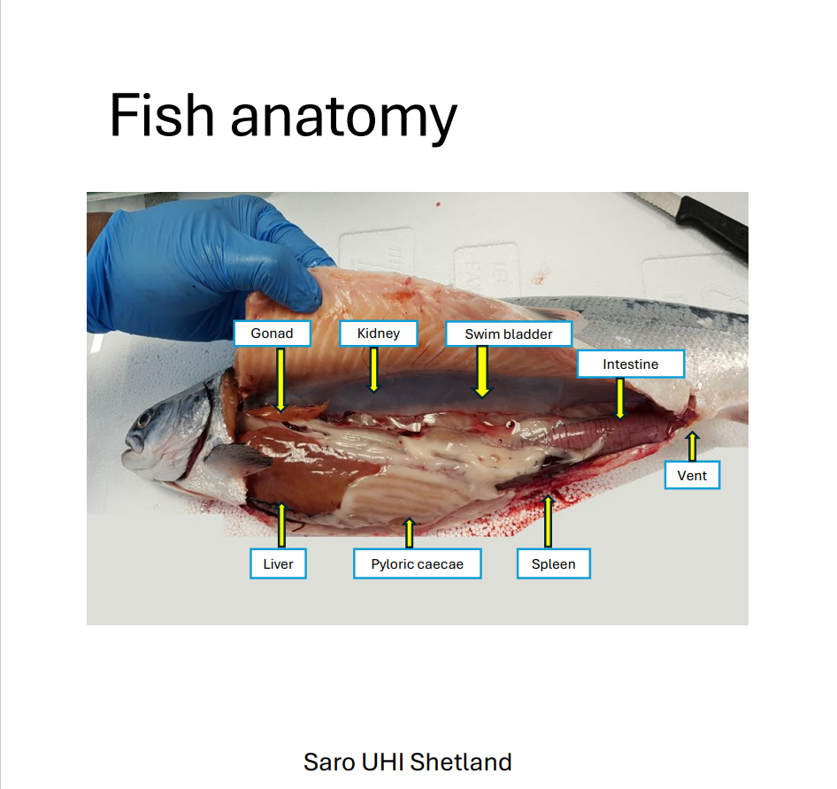 A labelled photo of the inside of a dissected salmon