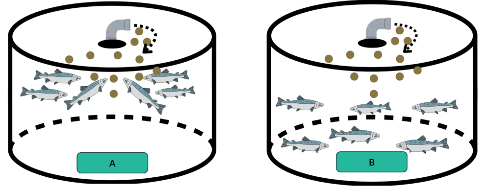 Schematic of salmon in cage feeding scenarios. A = fish actively engaging with feed, B = fish not actively engaging with feed.
