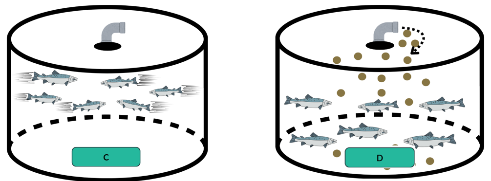 schematic of salmon feeding scenario. C=increased swimming activity, may indicate underfeeding. D=salmon not eating the feed delivered, dropping to bottom of cage.