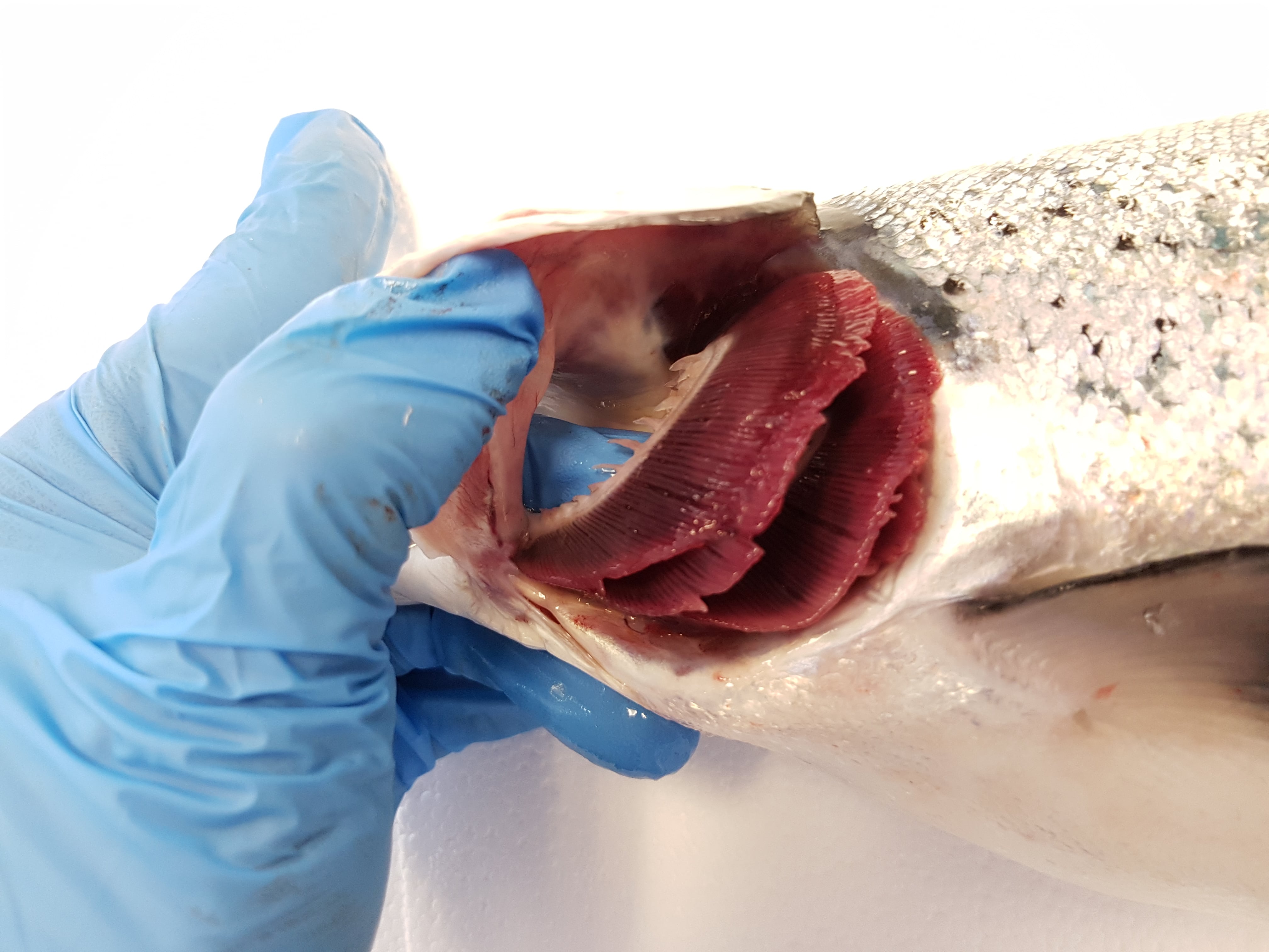 salmon gills opened by gloved hand to check health