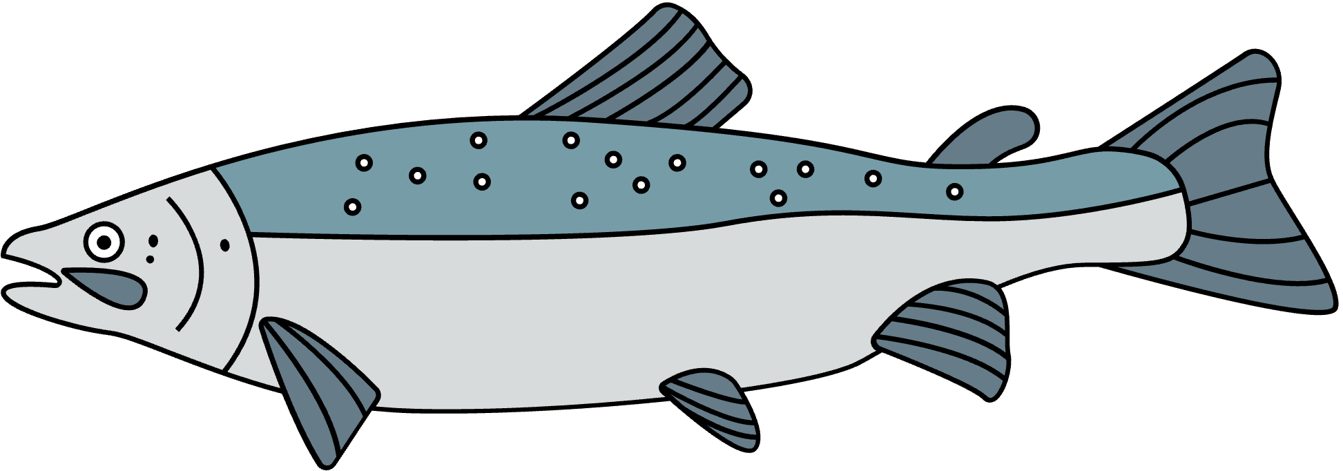 Cartoon Atlantic Salmon