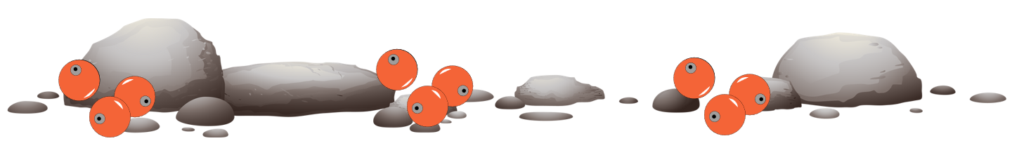 salmon eggs buried in gravel