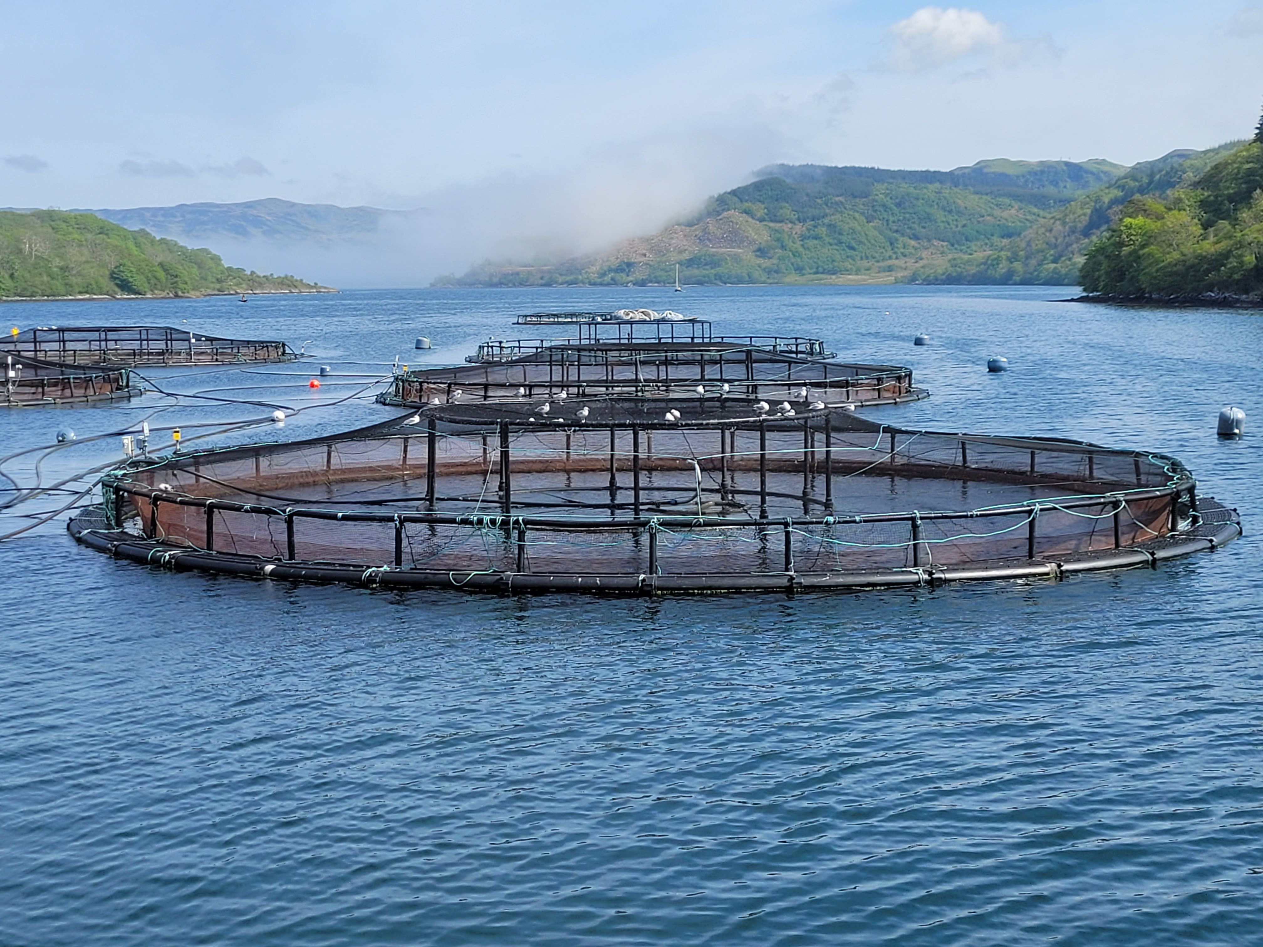 salmon cages