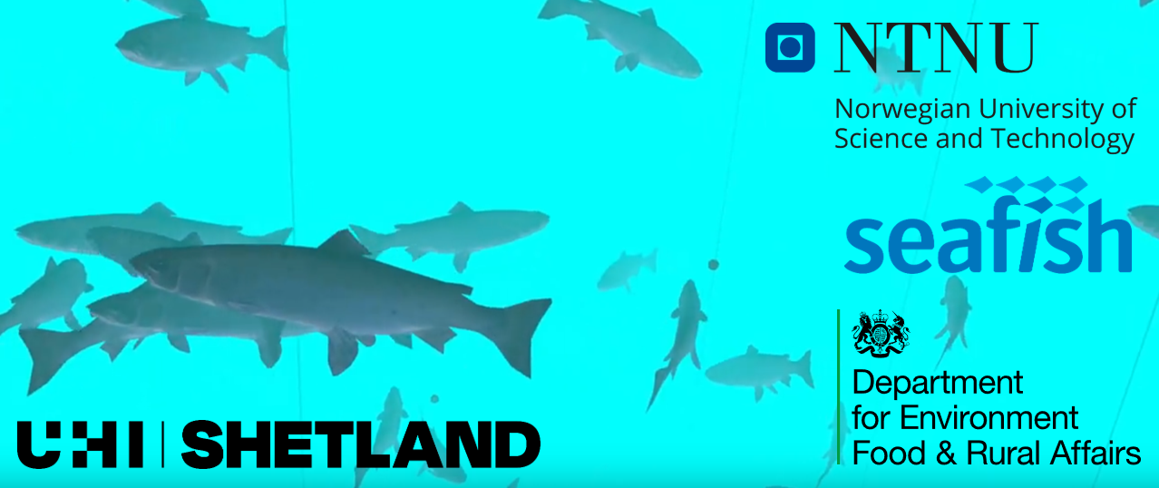 CG salmon in cage with logos for UHI Shetland, NTNU, Seafish and Defra overlayed CG salmon in cage with logos for UHI Shetland, NTNU, Seafish and Defra overlayed