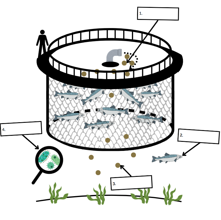 salmon cage schematic with 4 unlabeled aspects relating to unsustainable aquaculture practices