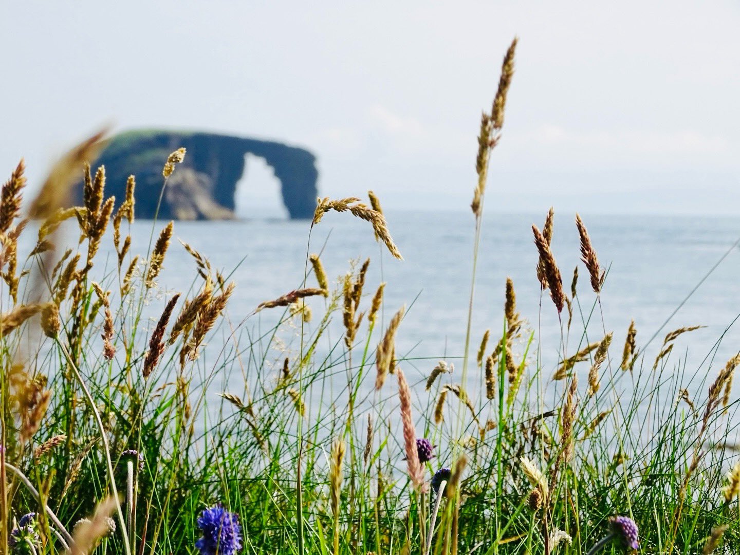 Precious Persistence: UHI postgraduate project on Shetland wild plants